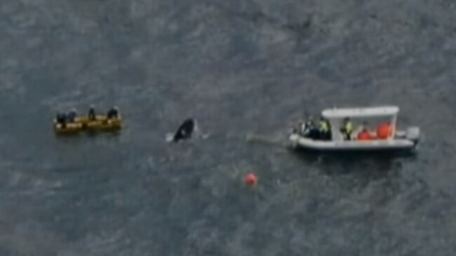 Rescuers, including staff from Sea World, worked for more than 12 hours to free a whale off Mermaid Beach. Picture: 7 News