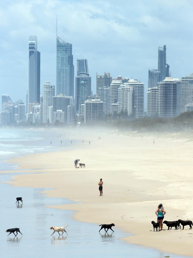 Dogs on the beach at The Spit. Picture: Richard Gosling.