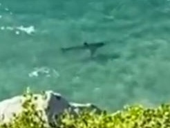 Swimmer mauled to death by shark