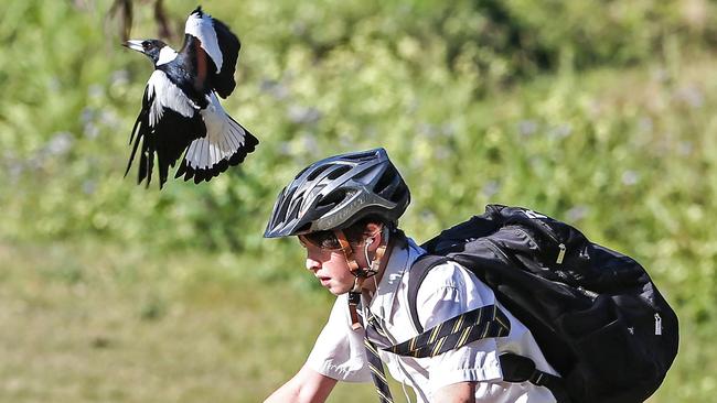 A magpie swoops along Kedron Brook, The Grange.