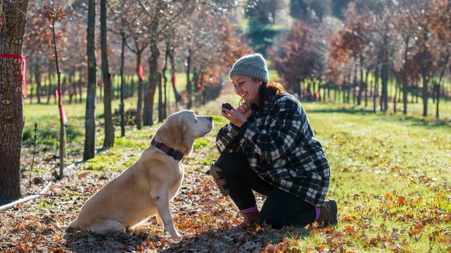 Julie Donahue with labrador Bundi after he strikes ‘black gold’ at the Truffles of Tasmania farm near Deloraine in northern Tasmania. Picture: Christopher Crerar