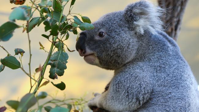 The new canopy walk will give us better views of Baxter the Koala at Taronga Zoo. Picture: NCA NewsWire / Gaye Gerard