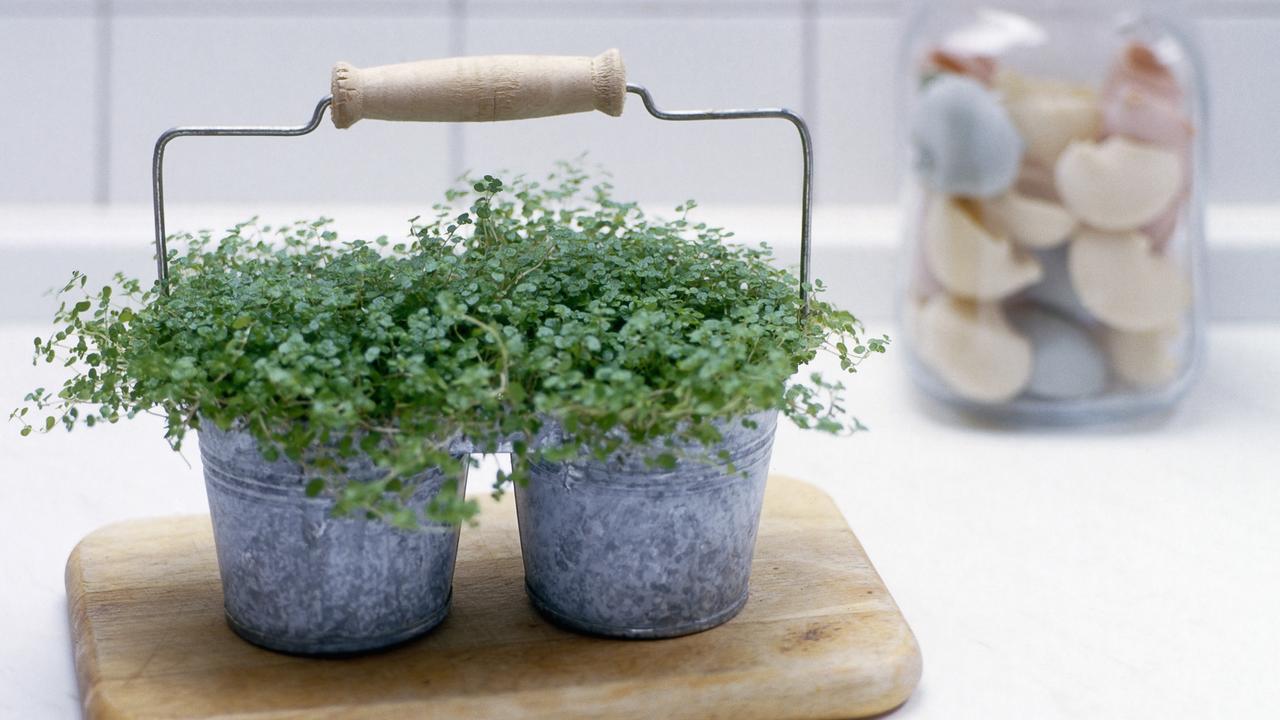 You can grow just about anything in a pot, Dennis Scott says.