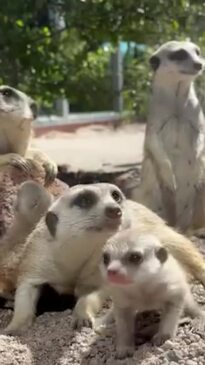 Tasmania Zoo's meerkat couple Rose and Gilligan welcome their month-old pups to visitors