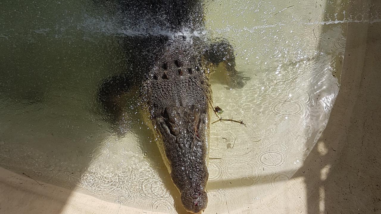 How Did Biboohra Croc Wind Up In Dam On Tablelands Property? 