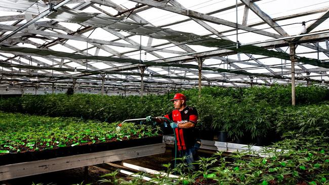 Watering cannabis plants at the Autumn Brands licensed cannabis cultivator farm in Carpinteria, California. Picture: Roger Kisby / The Wall Street Journal