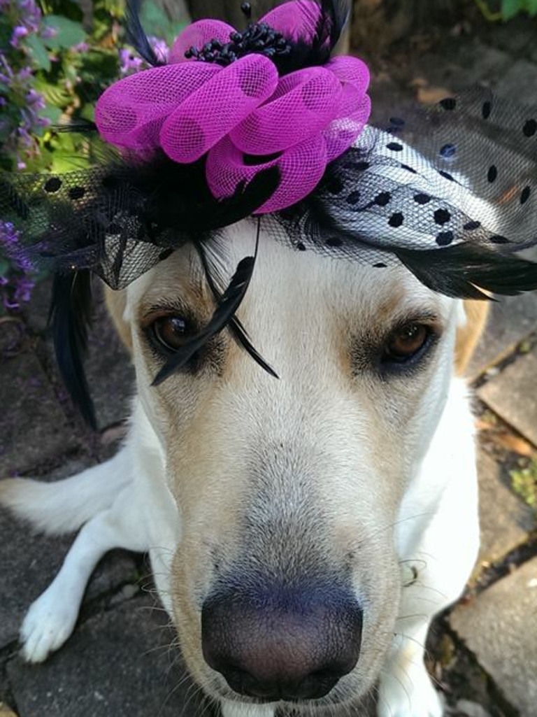 Cute dog pics: Puppies wearing hats are the cutest ever | Daily Telegraph