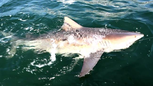 A file photo of a three metre bull shark caught in Sydney Harbour near Clifton Gardens. PIcture: Al McGlashan of Strikezone Media.