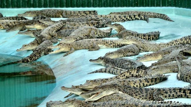 Mareeba crocodile farmers says farms would support opportunity for egg ...