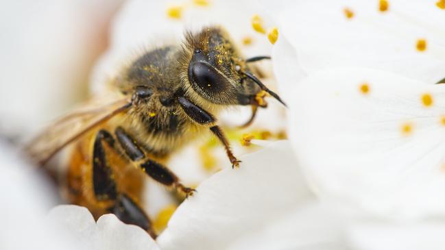 Bees are often overlooked but they play an important role in ensuring our food security. Picture: Zoe Phillips