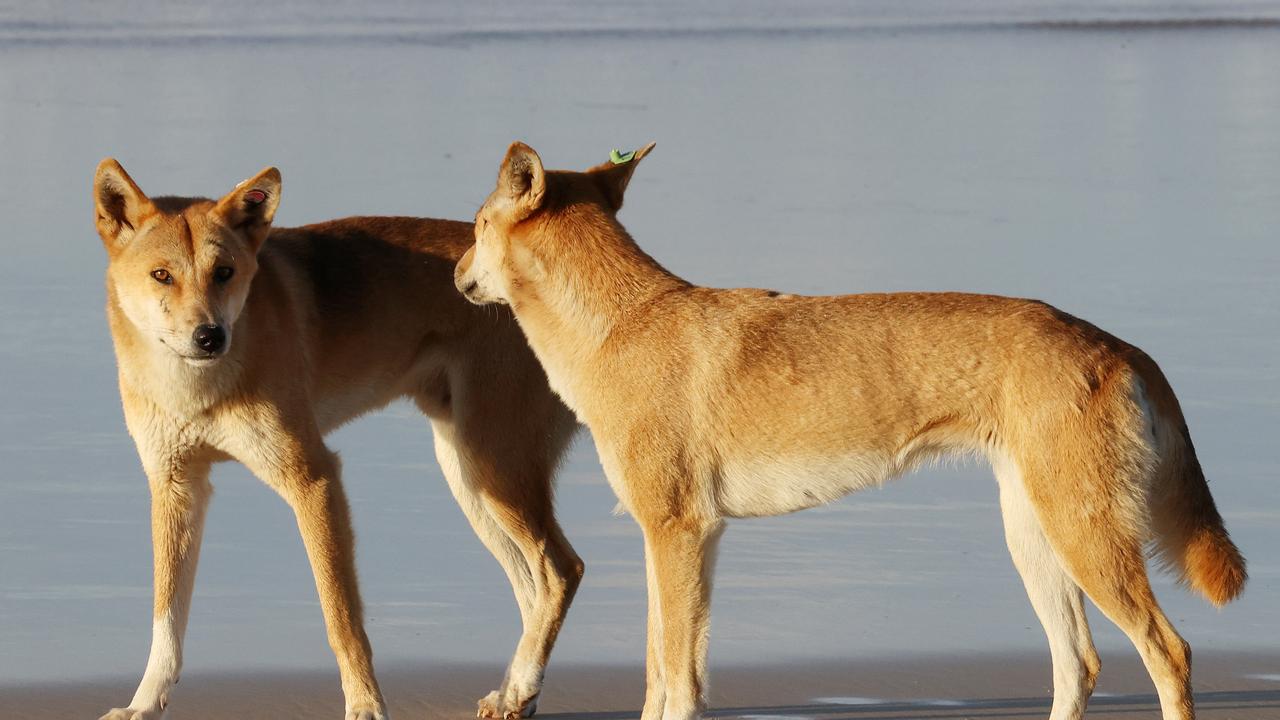 Dingos at Orchid Beach, K’gari. Picture: Liam Kidston