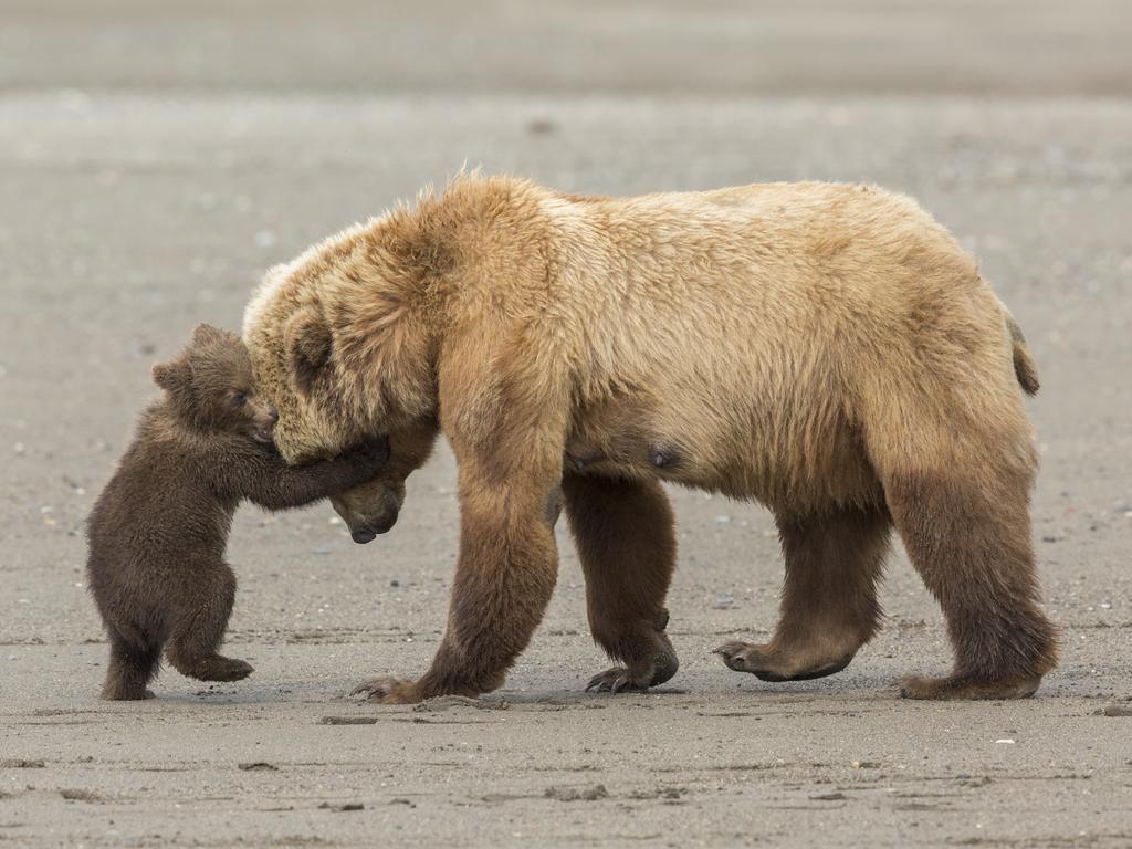 Wildlife Photographer of the Year: Bear hug Ashleigh Scully, USA Finalist 2017, Young Wildlife Photographer of the Year, 11-14 Years After fishing for clams at low tide, this mother brown bear was leading her young spring cubs back across the beach to the nearby meadow. But one young cub just wanted to stay and play. It was the moment Ashleigh had been waiting for. She had come to Alaska’s Lake Clark National Park intent on photographing the family life of brown bears. This rich estuary environment provides a buffet for bears: grasses in the meadows, salmon in the river and clams on the shore. A large number of families spend their summers here, and with plentiful food, they are tolerant of each other (though wary of males) and of people. ‘I fell in love with brown bears,’ says Ashleigh, ‘and their personalities… This young cub seemed to think that it was big enough to wrestle mum to the sand. As always, she played along, firm, but patient.’ The result is a cameo of brown bear family life.