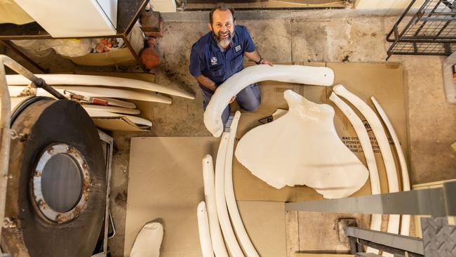 Curator and taxidermist Jared Archibald with pygmy whale bones. Picture: Helen Orr