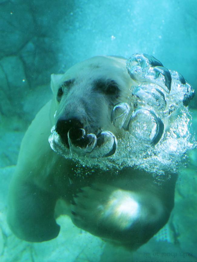 Henry the polar bear hams it up at Sea World on the Gold Coast. Pics Tim Marsden