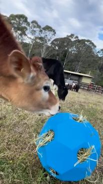 Cows show off "udderly" ridiculous football skills