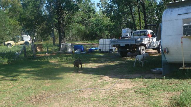 The dogs may have been used for fighting.