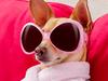 If you own this dog breed you officially give zero f****