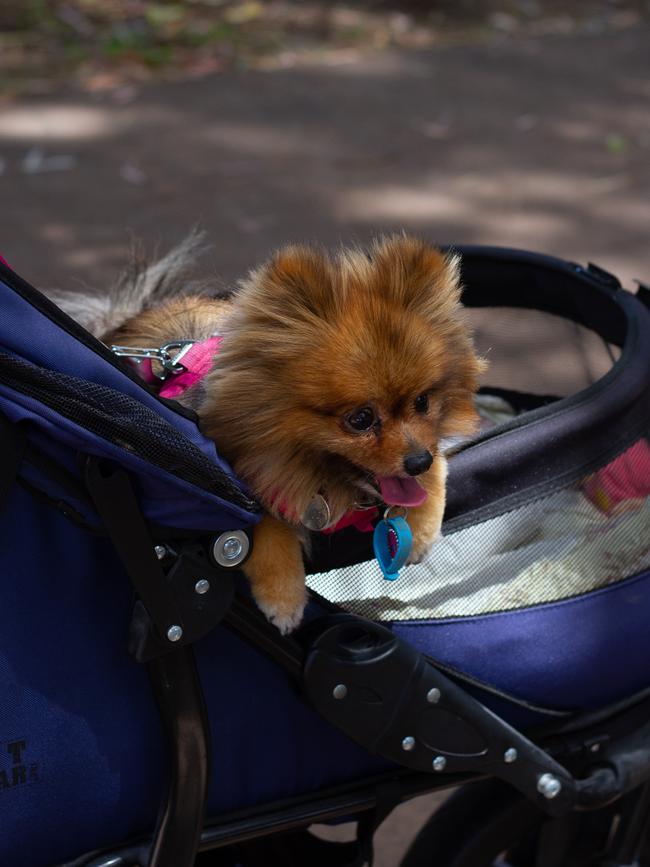 Family pets also enjoyed the Urangan Markets.