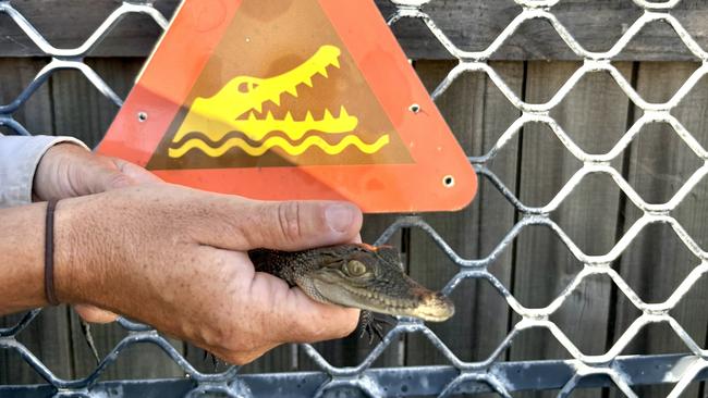 The croc is a few months old, authorities believe. Photo: Supplied.