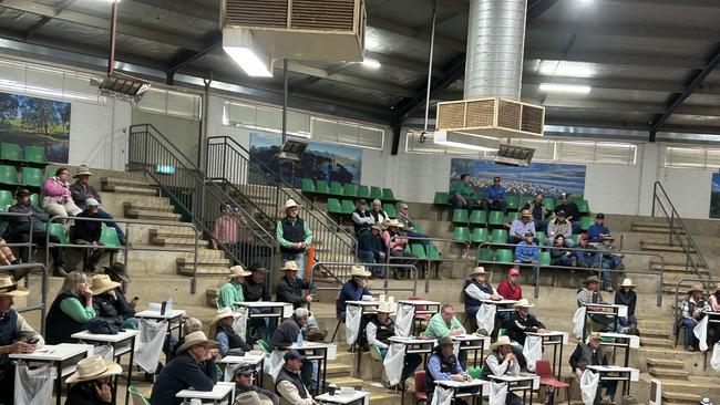 Buyers gather at the Wagga Wagga Livestock Marketing Centre for another large yarding of cattle. Picture: Nikki Reynolds