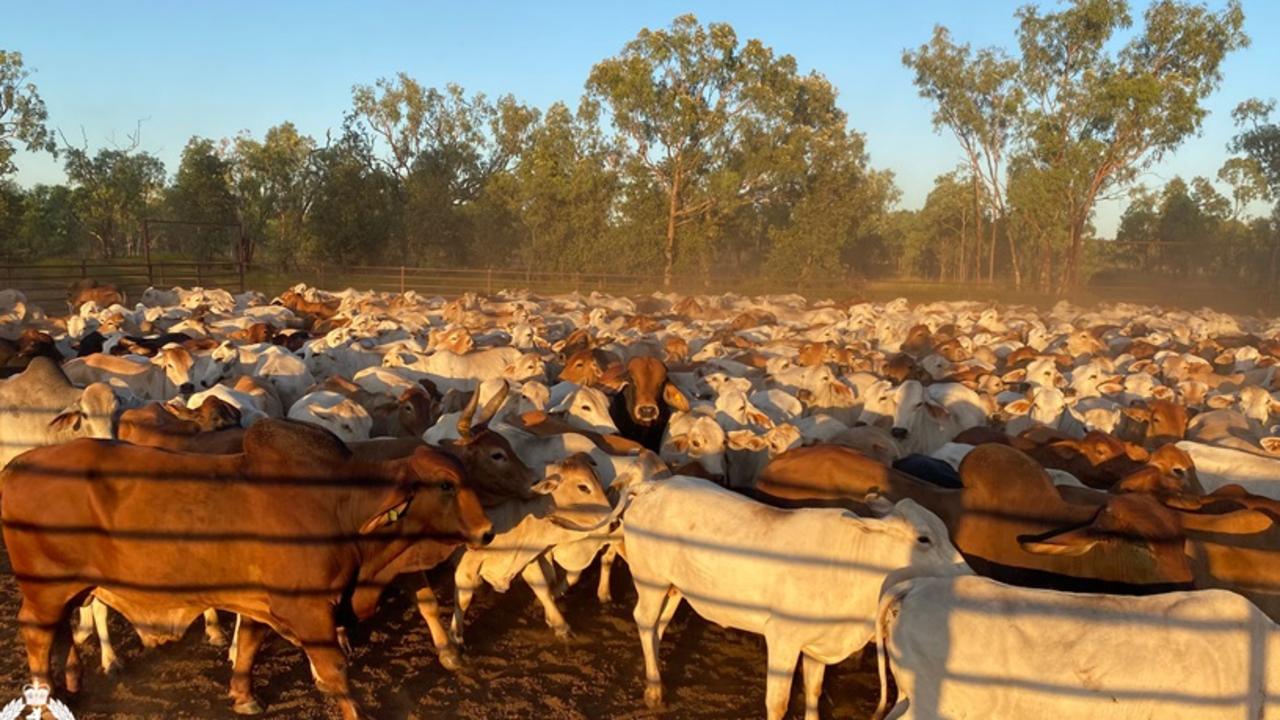 Cattle recovered during muster at a Sturt Plateau station.