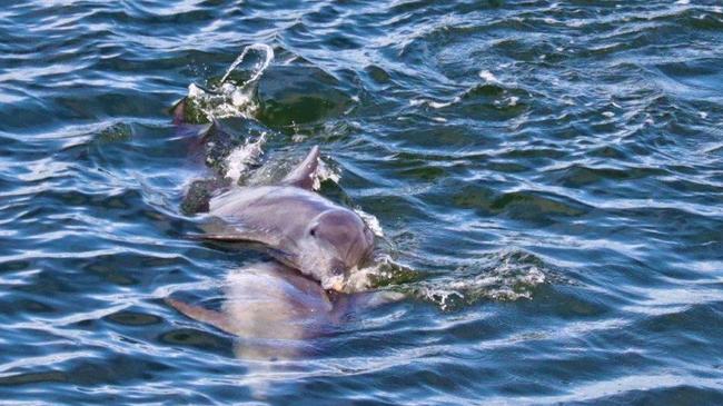 Labrador local Barney Enders snapped these photos from his balcony of dolphins mating in the Gold Coast Broadwater.