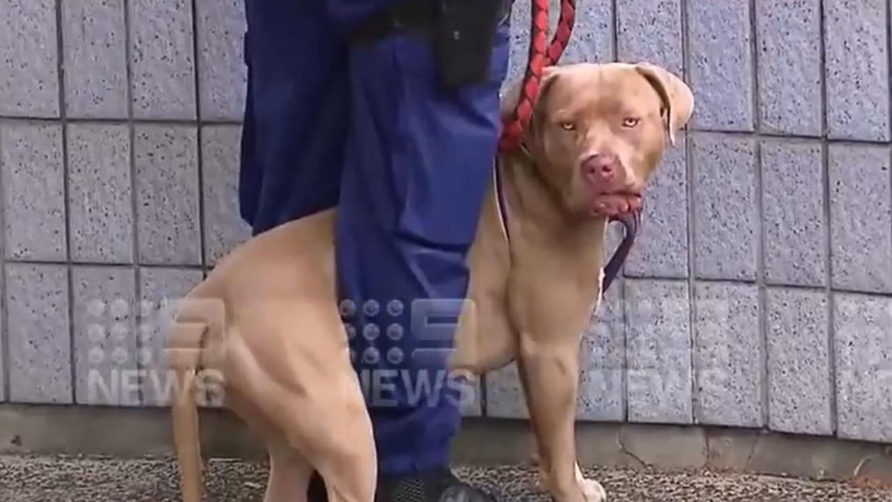 A woman has been rushed to a specialist hospital with ‘misshapen fingers’ after she was attacked by a staffy at Cronulla Mall on Friday. Picture: 9 News