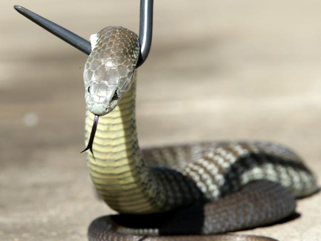 It can be expensive to treat snake bites so keep pets away from danger areas, vets warn. Picture Norm Oorloff