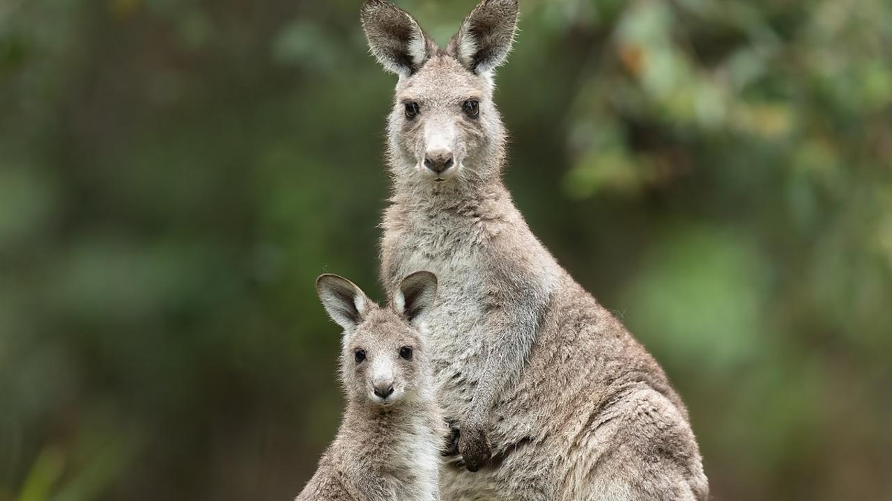 Bushfire devastation prompts call to halt Victoria’s roo cull