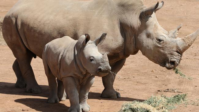 Baby southern white rhinoceros Tundu is growing quickly, picture here with mum Umquali. Picture: Dylan Coker.