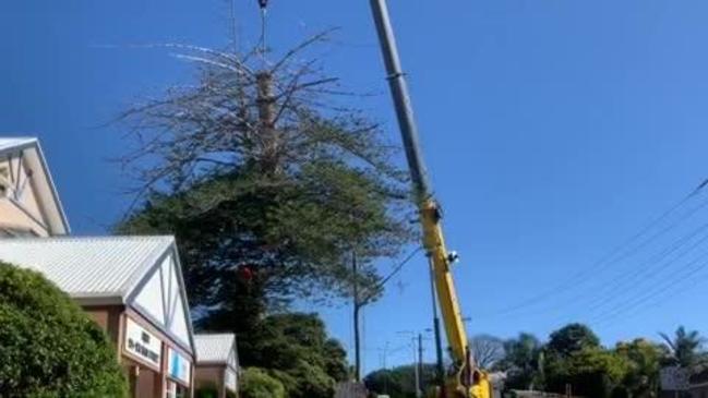 Alstonville tree removed from Main Street 