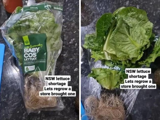 Aussie’s genius solution to lettuce crisis