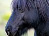 Man fronts court over alleged Shetland pony cruelty