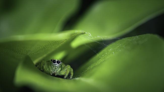 Nest of Silk, Oliver Lacey. Junior category.