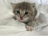 Tiny kittens, puppies and other pets thrown in the trash