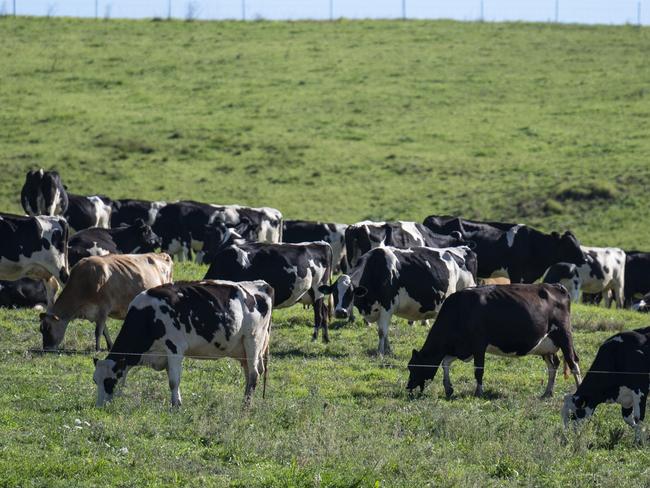 CANBERRA, AUSTRALIA - MAY 19: Cattle grazing near Toothdale, NSW. Picture: NCA NewsWire / Martin Ollman