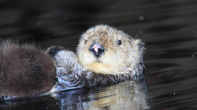 The couple said the otter was comfortable with them being so close. Picture: Geraldine Davies/Caters News