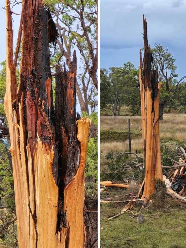 A tree which once stood 40m tall near Wheatvale in the Southern Downs was destroyed by lightening in the early hours on Monday. Photo: Trevor Dawes