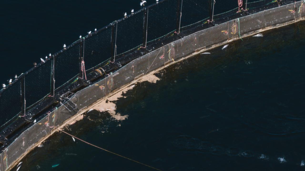 Images supplied by the Bob Brown Foundation amid an outbreak of disease in aquaculture pens near Hobart.