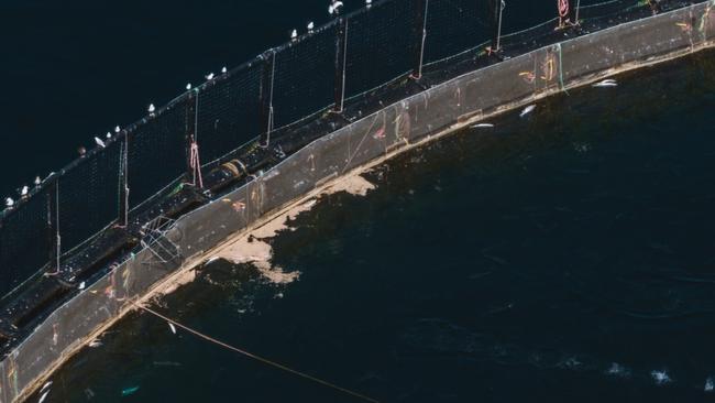 Images supplied by the Bob Brown Foundation amid an outbreak of disease in aquaculture pens near Hobart.