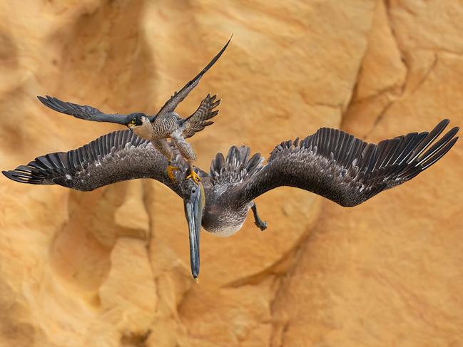 Jack Zhi, of the US, won gold in the Bird Behaviour category and the title Bird Photographer of the Year 2023 for this image of a peregrine falcon and brown pelican in southern California. He had tried to get the shot of the falcon protecting its nearby nest for four years. “The falcon’s precision was amazing as it struck at the pelican’s head,” he said. Picture: Jack Zhi / Bird Photographer of the Year