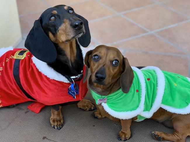 Pupper party: 30+ photos at a Dachshund Christmas