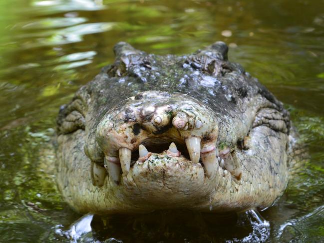 A salt water crocodile, also called a saltie or estuarine crocodile, shows its teeth in Queensland, Australia. Picture: iStock.