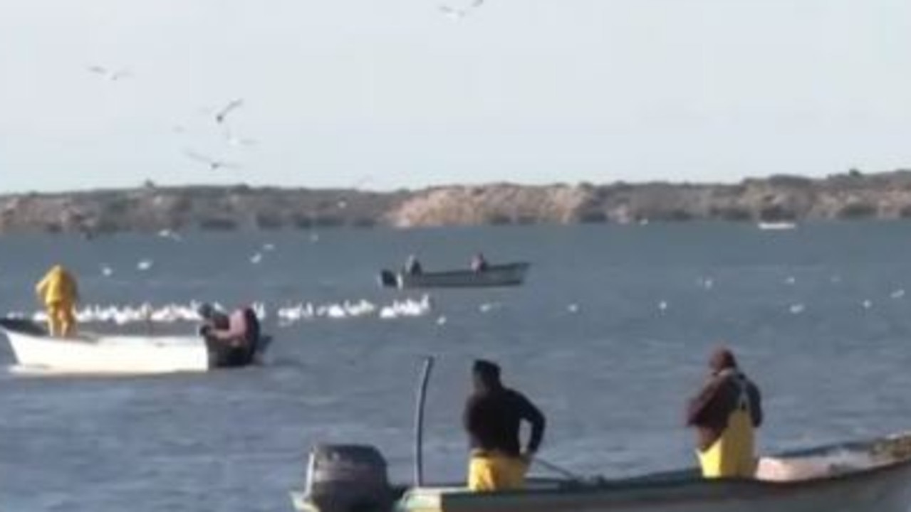 Fisherman’s leg bitten off in Mexico shark attack | news.com.au