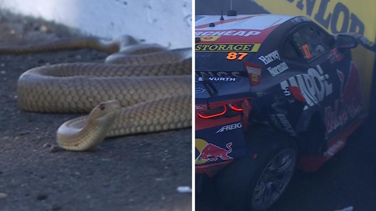 Snake causes havoc in wild Bathurst scenes