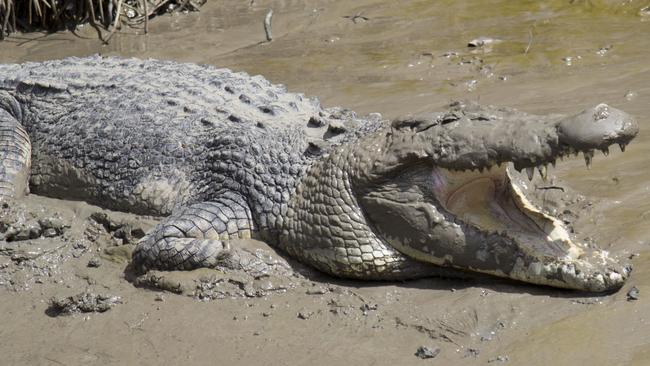 A crocodile basking in the mud. FILE PHOTO