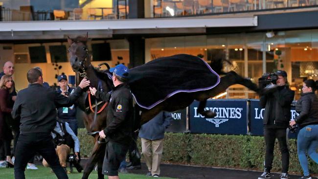 Champion racehorse Winx lashes out. Picture: Toby Zerna