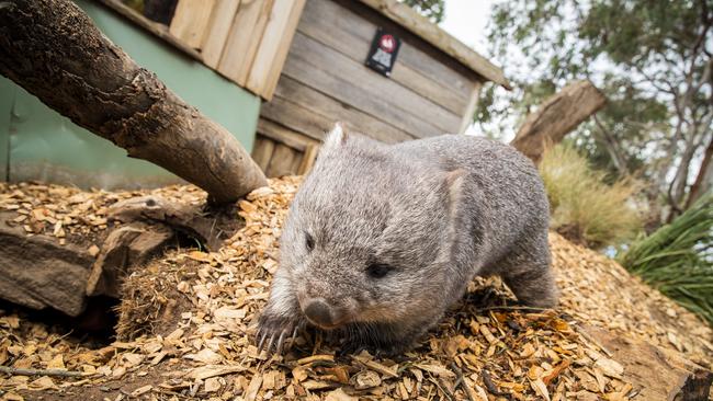 Wombat at Bonorong Wildlife Sanctuary. Picture: Richard Jupe