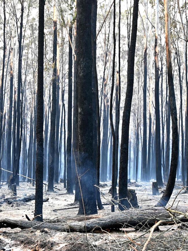 Scorched trees in Old Bar, 350km north of Sydney. Picture: AFP.