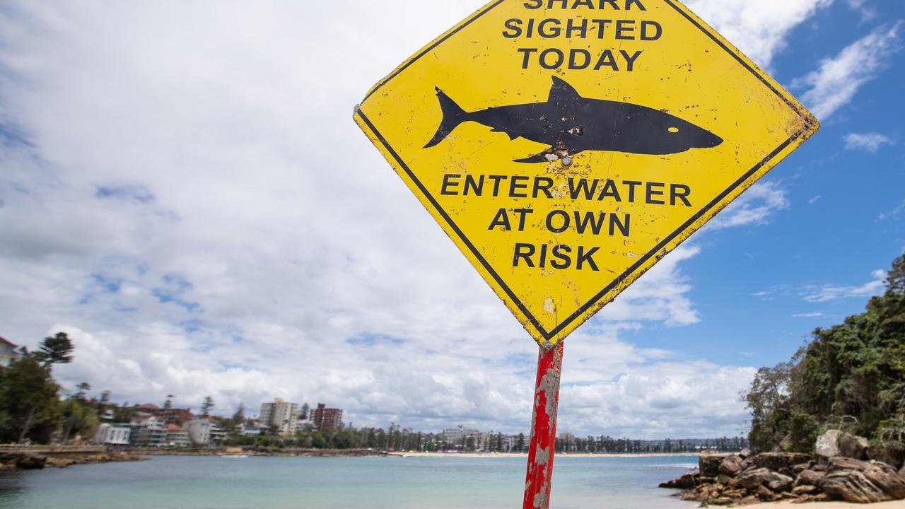 Shark spotted at beach in Adelaide’s southern suburbs